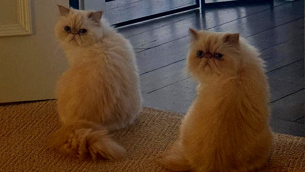caradelevingne instagram image archive image