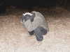stranstviepera Altpins Profile Picture
