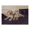 sashapieterse Altpins Profile Picture