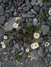 lollinski Altpins Profile Picture