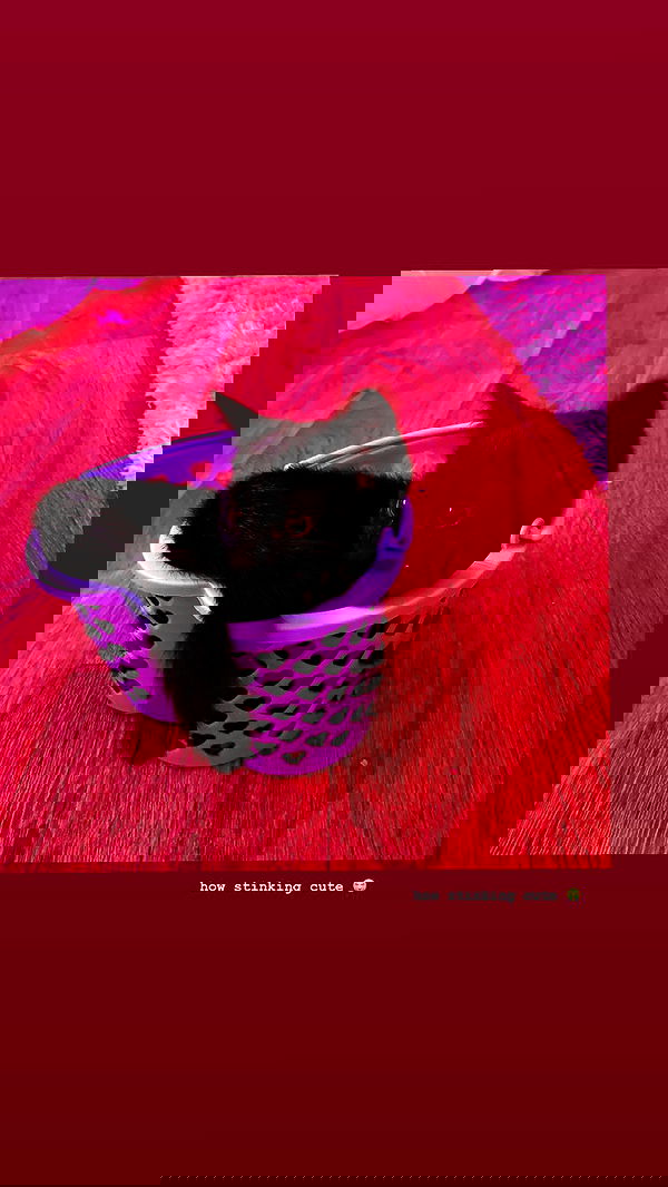 suikomuu suikomuu archive image