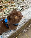 alice_hez Altpins Profile Picture