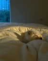 ll.lu1s Altpins Profile Picture