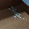 maori_cohen Altpins Profile Picture