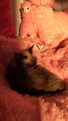 tiny.eviluv Altpins Profile Picture