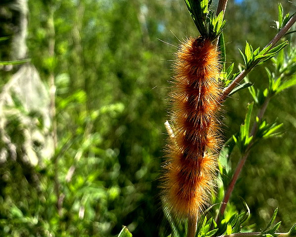 petite.carrot instagram image archive image