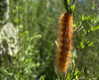 petite.carrot Altpins Profile Picture