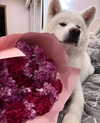 kriskaik Altpins Profile Picture