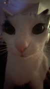 livindeadyaz Altpins Profile Picture
