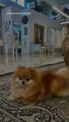 arielgino_ Altpins Profile Picture