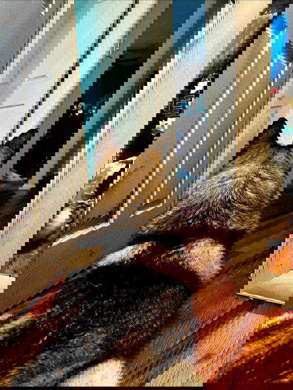 _animechika_ _animechika_ archive image