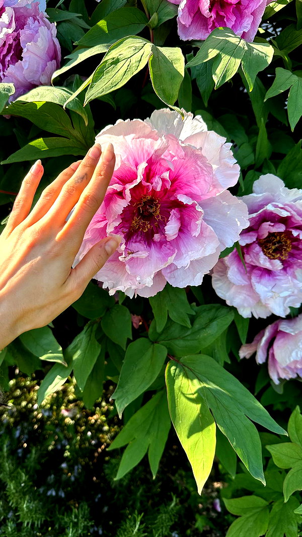 f4iryybl00d archive image