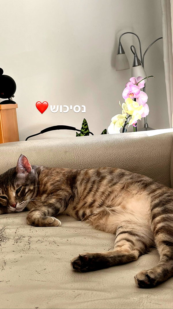 notchicore archive image