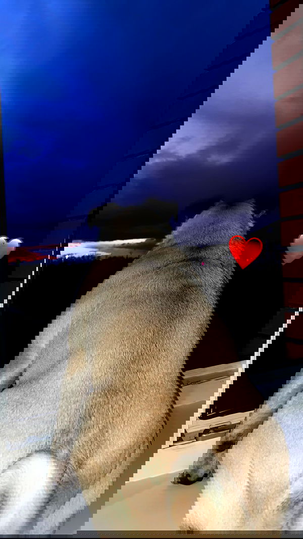 nyityam nyityam archive image