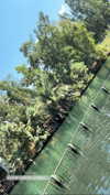 nicole_ac Altpins Profile Picture