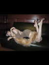 fair_mua Altpins Profile Picture
