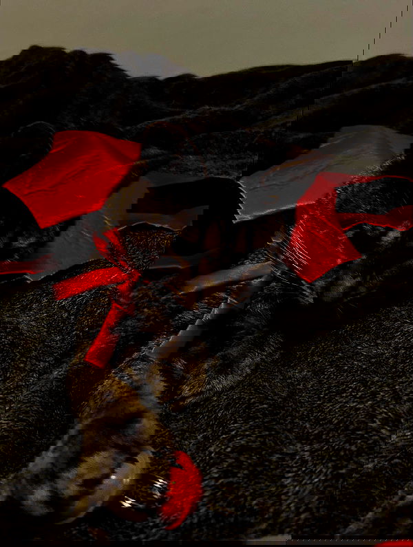 _animechika_ image ~ Altpins