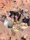 imo00_2 Altpins Profile Picture