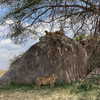 maori_cohen Altpins Profile Picture