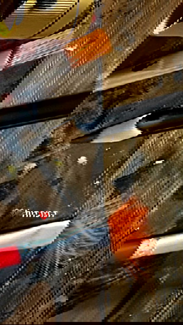 efrat_elmalich image ~ Altpins