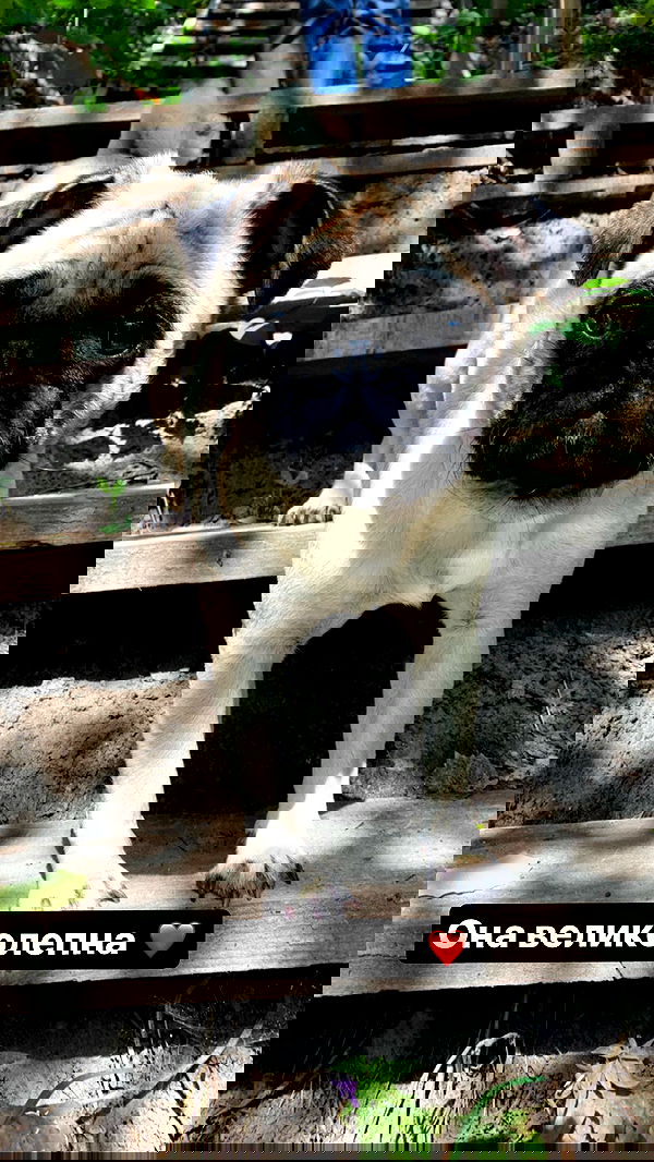 nyityam nyityam archive image