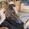 strawberryshanz Altpins Profile Picture