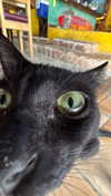 lollinski Altpins Profile Picture