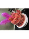 osher_yakir Altpins Profile Picture