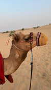seline_paz Altpins Profile Picture