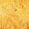 muze Altpins Profile Picture