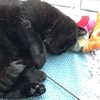 april._.ha Altpins Profile Picture