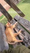 aviyabrami_ Altpins Profile Picture