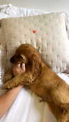 netabar Altpins Profile Picture