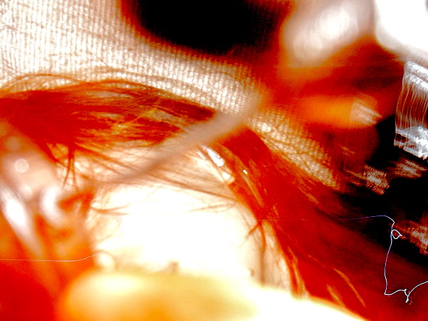 bugz4brainz instagram image archive image