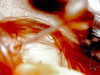 bugz4brainz Altpins Profile Picture