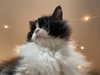 777pb_ Altpins Profile Picture