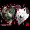 carmaxlla Altpins Profile Picture