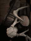 asylome Altpins Profile Picture