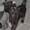 orman.mariee Altpins Profile Picture