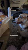 lizrrossi Altpins Profile Picture