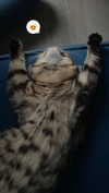 milena_milachich Altpins Profile Picture