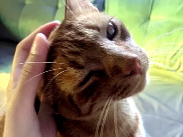 starttles starttles archive image