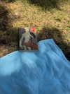 strawberryshanz Altpins Profile Picture