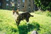jahia_brown Altpins Profile Picture