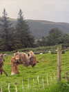 rchhhll Altpins Profile Picture