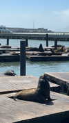 maori_cohen Altpins Profile Picture