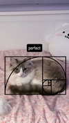 catl0verr69 Altpins Profile Picture