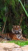 laluzone Altpins Profile Picture