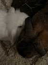 danielle.mercedie Altpins Profile Picture