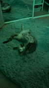 princessamelia_official Altpins Profile Picture